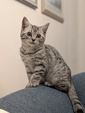 Whiskas BKH Kitten mit Stammbaum 