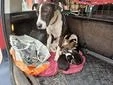 Dolly, z, Zt. in Ungarn, begrüßt jeden Besucher freudig und ausgelassen Bild 7