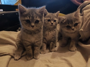 BKH Kitten
