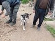 Dolly, z, Zt. in Ungarn, begrüßt jeden Besucher freudig und ausgelassen Bild 6
