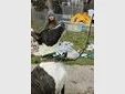 Dolly, z, Zt. in Ungarn, begrüßt jeden Besucher freudig und ausgelassen Bild 4