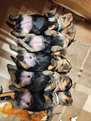 Yorkshire Terrier Welpen 