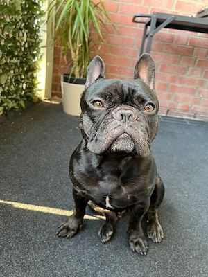 Französische bulldogge  Bild 3