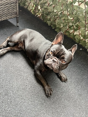 Französische bulldogge  Bild 4