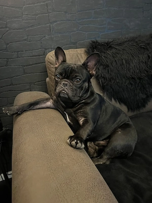Französische bulldogge  Bild 2