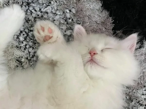      zu adoptieren   zwei süße kätzchen     