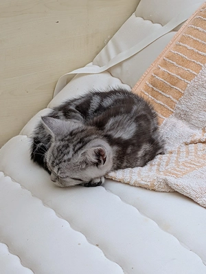 Whiskas Kitten mit Stammbaum 