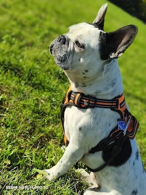 französische Bulldogge  Bild 4