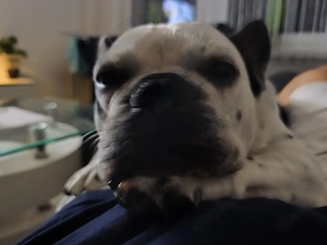 französische Bulldogge  Bild 2