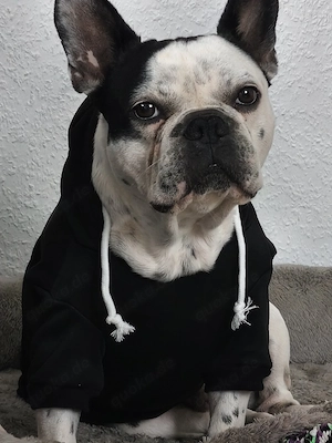 französische Bulldogge  Bild 3