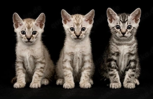 Bengal kitten 