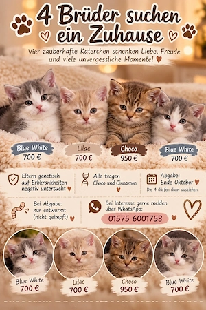4 Brüderchen suchen noch 