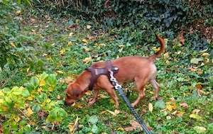 Charly sucht neues Zuhause 