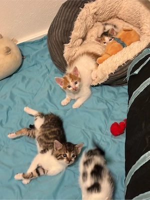 Kitten suchen ein liebevolles Zuhause