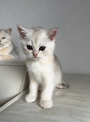 Britisch Kurzhaar *bkh* kitten golden silver shaded tabby zu verkaufen!