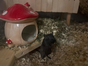 Rennmaus Weibchen abzugeben 