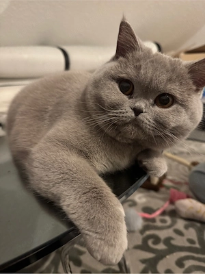 Lilac BKH Katze