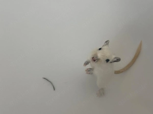 Rennmaus Weibchen abzugeben 