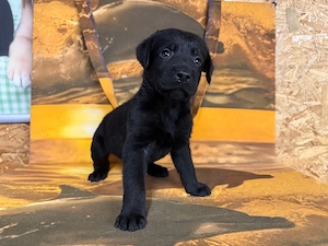 Labrador Welpen in Braun und Schwarz