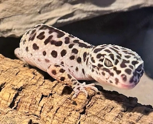 Leopardgecko Mack Snow DNZ 01. Weibchen Bild 3