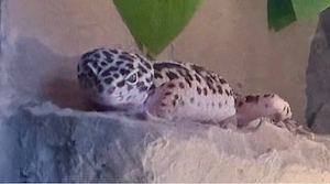 Leopardgecko Mack Snow DNZ 01. Weibchen Bild 2