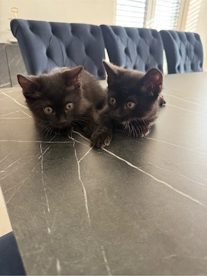 Bombay Kater 