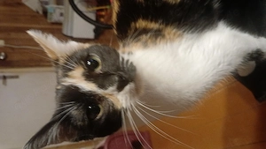 2 Katzenmädchen suchen ein liebevolles Zuhause 
