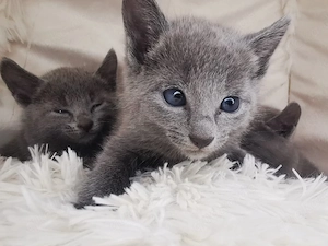 Russisch Blau mit Stammbaum Kitten W M Elteren 8 Tests