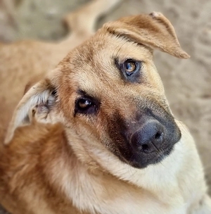 Nala, zzt. in Ungarn, ist ein typischer Welpe. Verspielt, lustig, gut drauf, freundlich