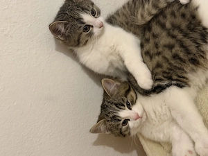 2 Süße Baby Katzen zu verkaufen