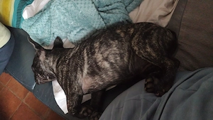 Hübsche gesunde Frenchy Bulldoggen  Bild 7