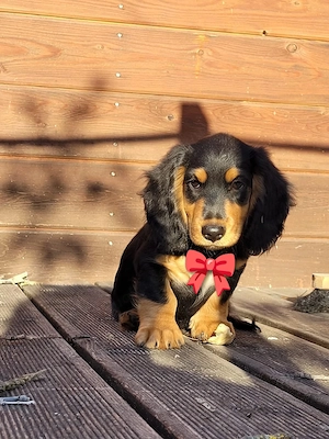 Traumhafte Langhaardackel-Welpen Black & Tan suchen ihr Körbchen! Bild 5