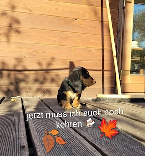 Traumhafte Langhaardackel-Welpen Black & Tan suchen ihr Körbchen! Bild 3