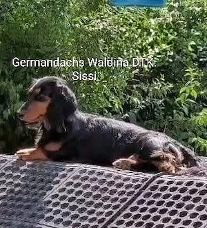 Traumhafte Langhaardackel-Welpen Black & Tan suchen ihr Körbchen! Bild 6