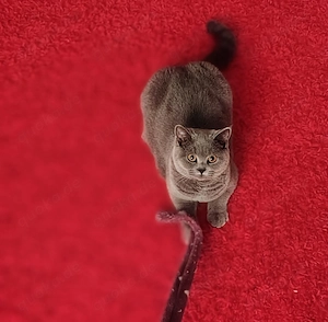  Zwei wunderschöne Britisch-Kurzhaar-Katzen suchen gemeinsam ein liebevolles Zuhause  Bild 7