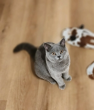  Zwei wunderschöne Britisch-Kurzhaar-Katzen suchen gemeinsam ein liebevolles Zuhause 