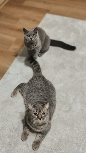  Zwei wunderschöne Britisch-Kurzhaar-Katzen suchen gemeinsam ein liebevolles Zuhause  Bild 3