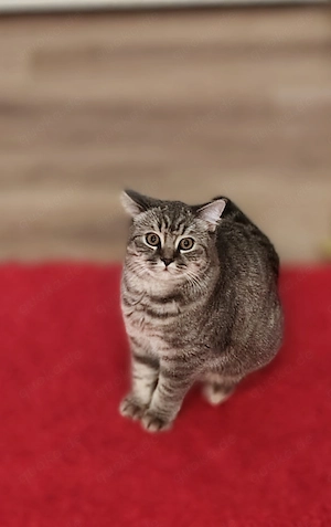  Zwei wunderschöne Britisch-Kurzhaar-Katzen suchen gemeinsam ein liebevolles Zuhause  Bild 6