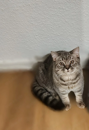  Zwei wunderschöne Britisch-Kurzhaar-Katzen suchen gemeinsam ein liebevolles Zuhause  Bild 8