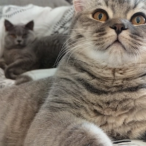  Zwei wunderschöne Britisch-Kurzhaar-Katzen suchen gemeinsam ein liebevolles Zuhause  Bild 9