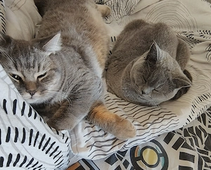  Zwei wunderschöne Britisch-Kurzhaar-Katzen suchen gemeinsam ein liebevolles Zuhause  Bild 2