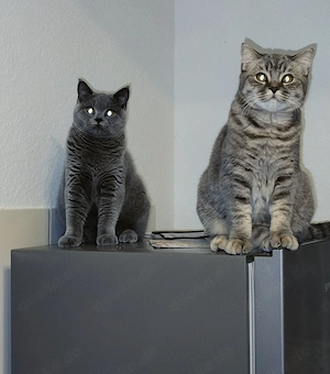  Zwei wunderschöne Britisch-Kurzhaar-Katzen suchen gemeinsam ein liebevolles Zuhause 