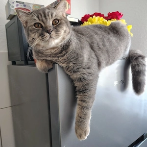  Zwei wunderschöne Britisch-Kurzhaar-Katzen suchen gemeinsam ein liebevolles Zuhause  Bild 4
