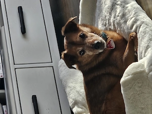 Jack Russel Mischling abzugeben Bild 1