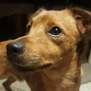 Jack Russel Mischling abzugeben Bild 2