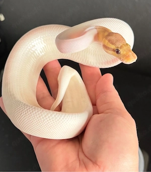 Schöner Banana Piebald Männchen 