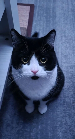 BKH-Dame, 4 Jahre u. 2 Monate