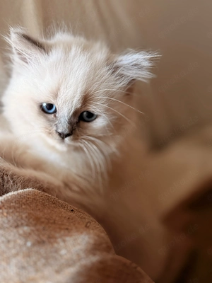 Wunderschöne Britisch-Langhaar- Britisch-Kurzhaar-Mix-Kitten suchen liebevolles Zuhause 
