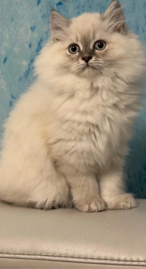 bkh   blh kitten Bild 2