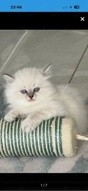 bkh   blh kitten Bild 3